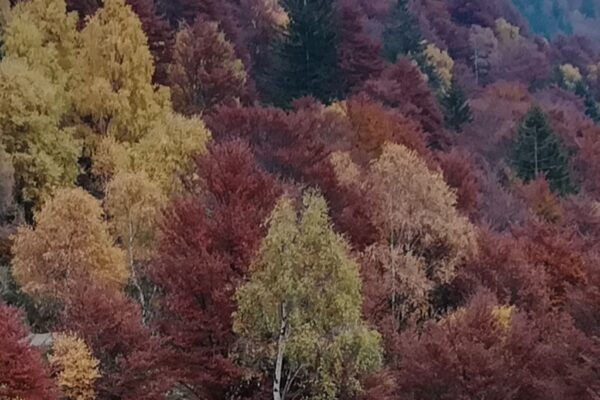 autumn colors in the mountains around Menaggio