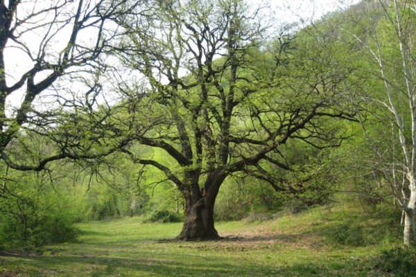 Rogolone the big oak tree