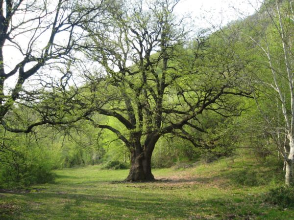 Rogolone the big oak tree